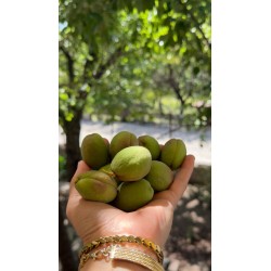 Taze Kayısı Çağlası