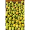 Yeni Mahsül Taze Yaş Kayısı 5 Kg | Sofralık Kayısı